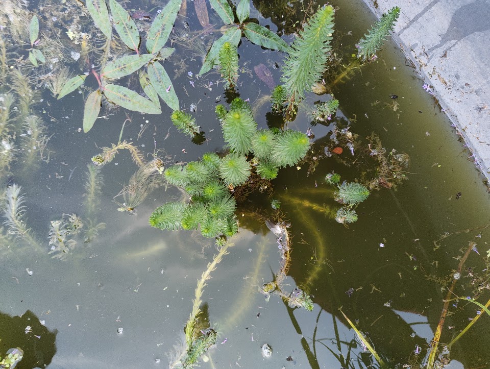Mare's tail, 25 Jul 2026
