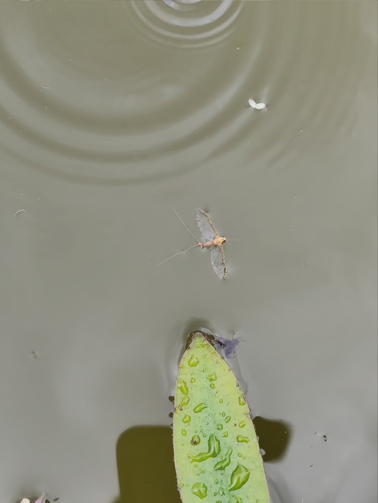 Spent mayfly spinner on the water surface