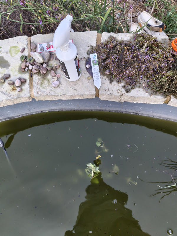 Water mint shortly after planting