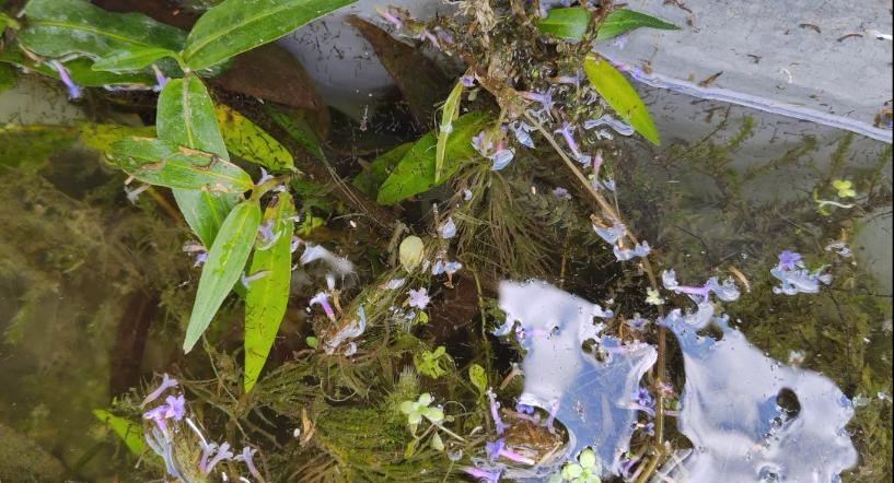 Larvae in the water