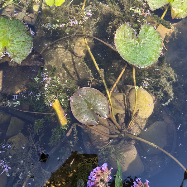 New lily pad coming up
