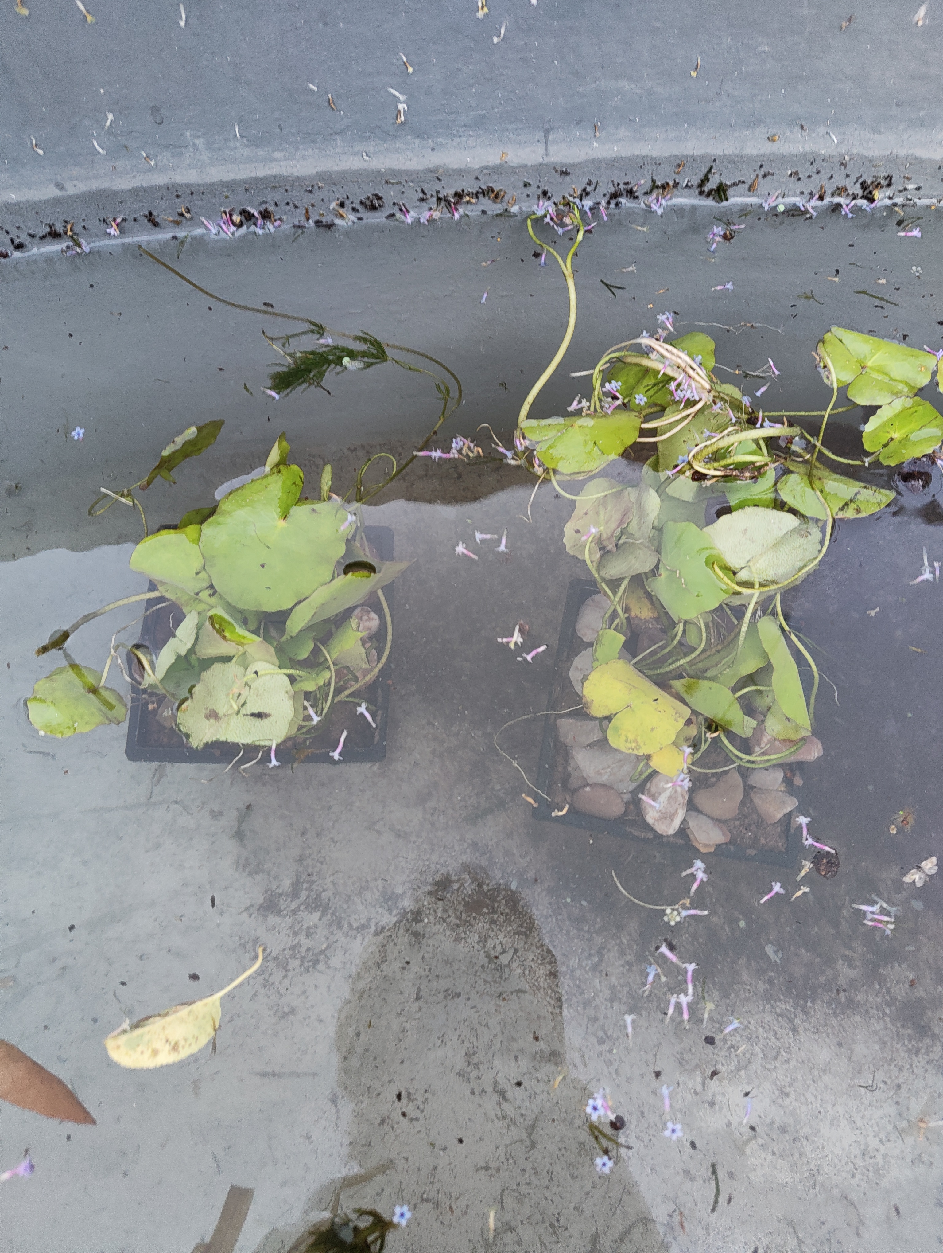 Floating heart shortly after planting