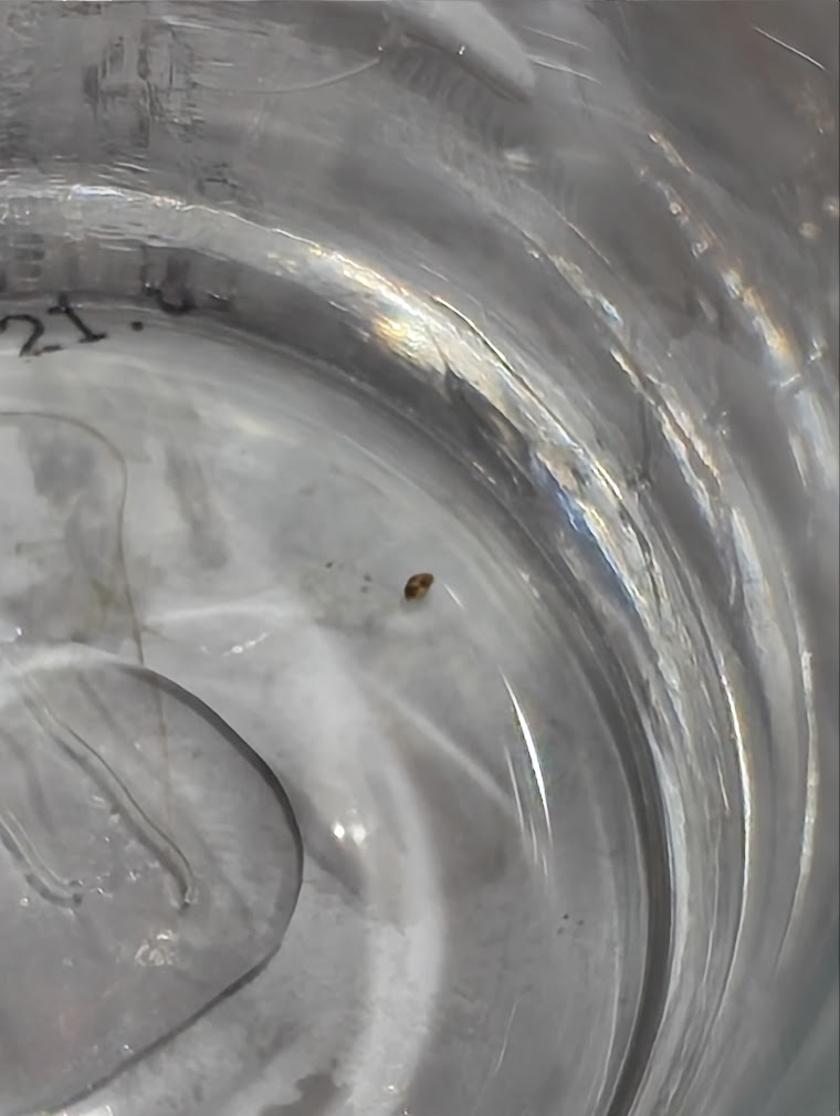 A seed shrimp caught in a shot glass