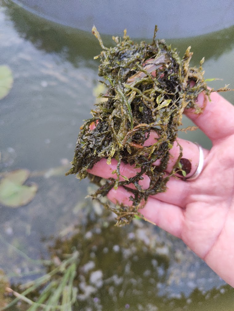 Hornwort, 25 Jul 2026