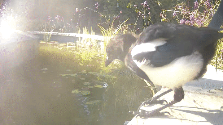 A pair of magpies