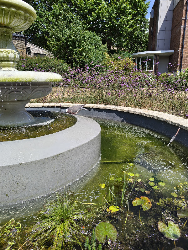 A pigeon drinking from the fountain