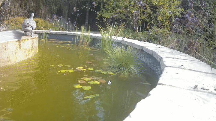 Pigeon drinking from the pond