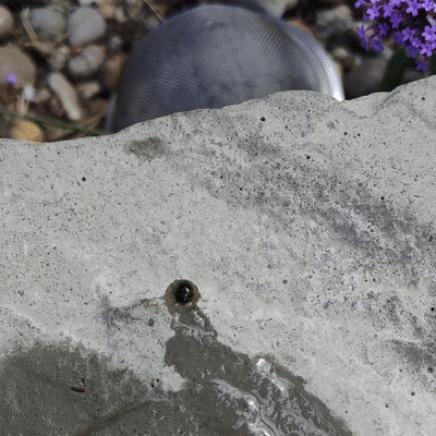 Zipping snail