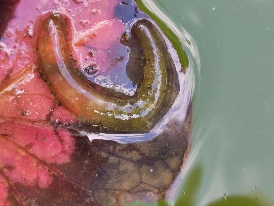 Snail eggs