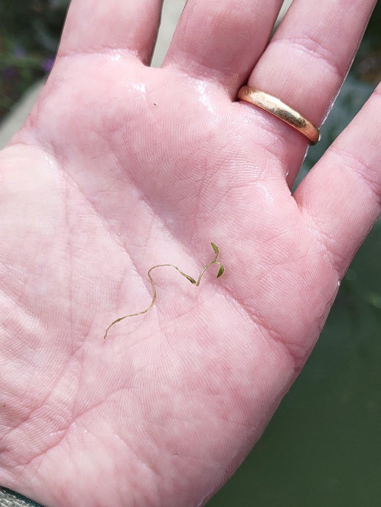 Water starwort, 7 Aug 2026