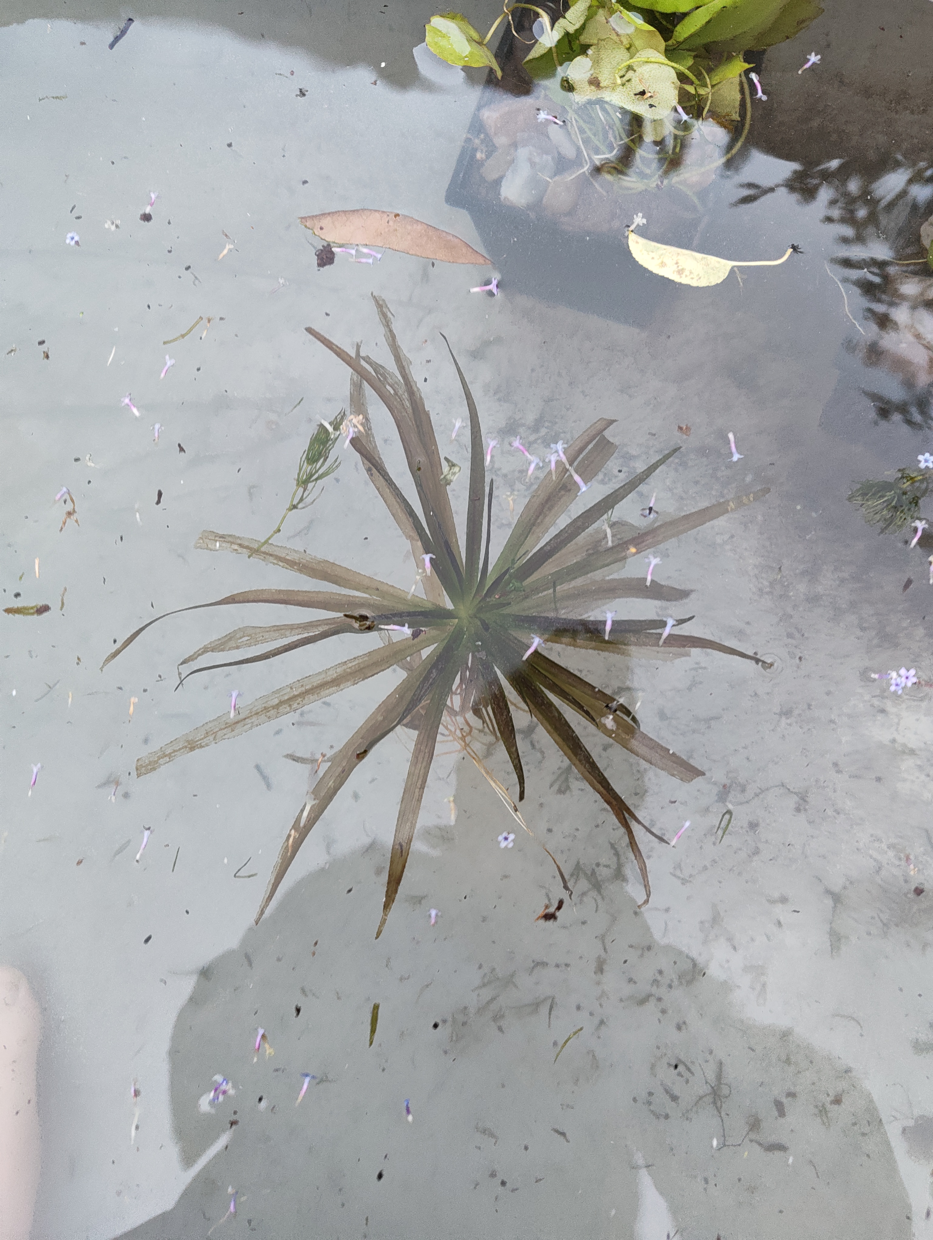 Water soldier shortly after planting