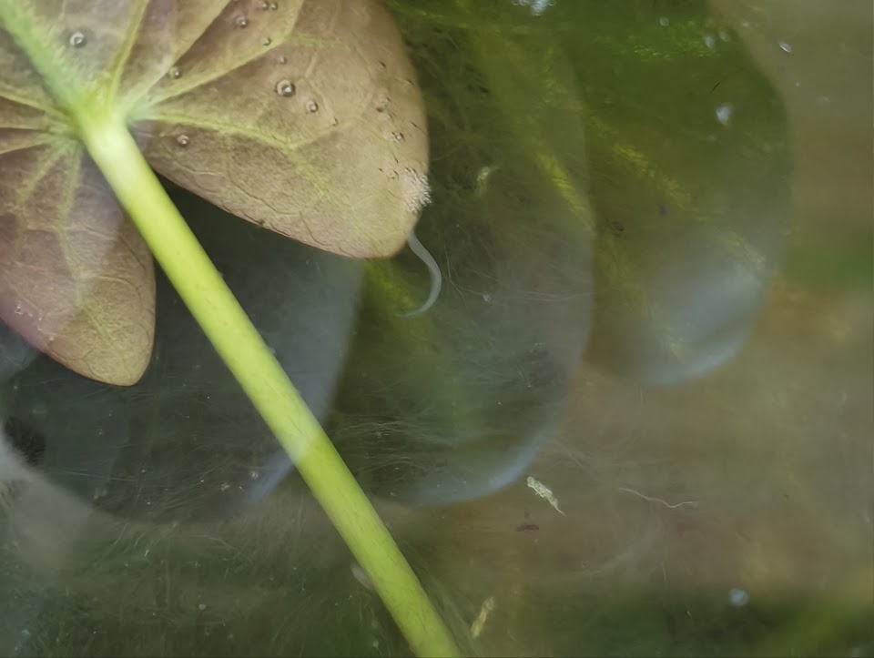 Pond worm